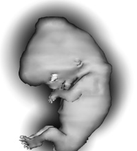 Virtual Human Embryo
